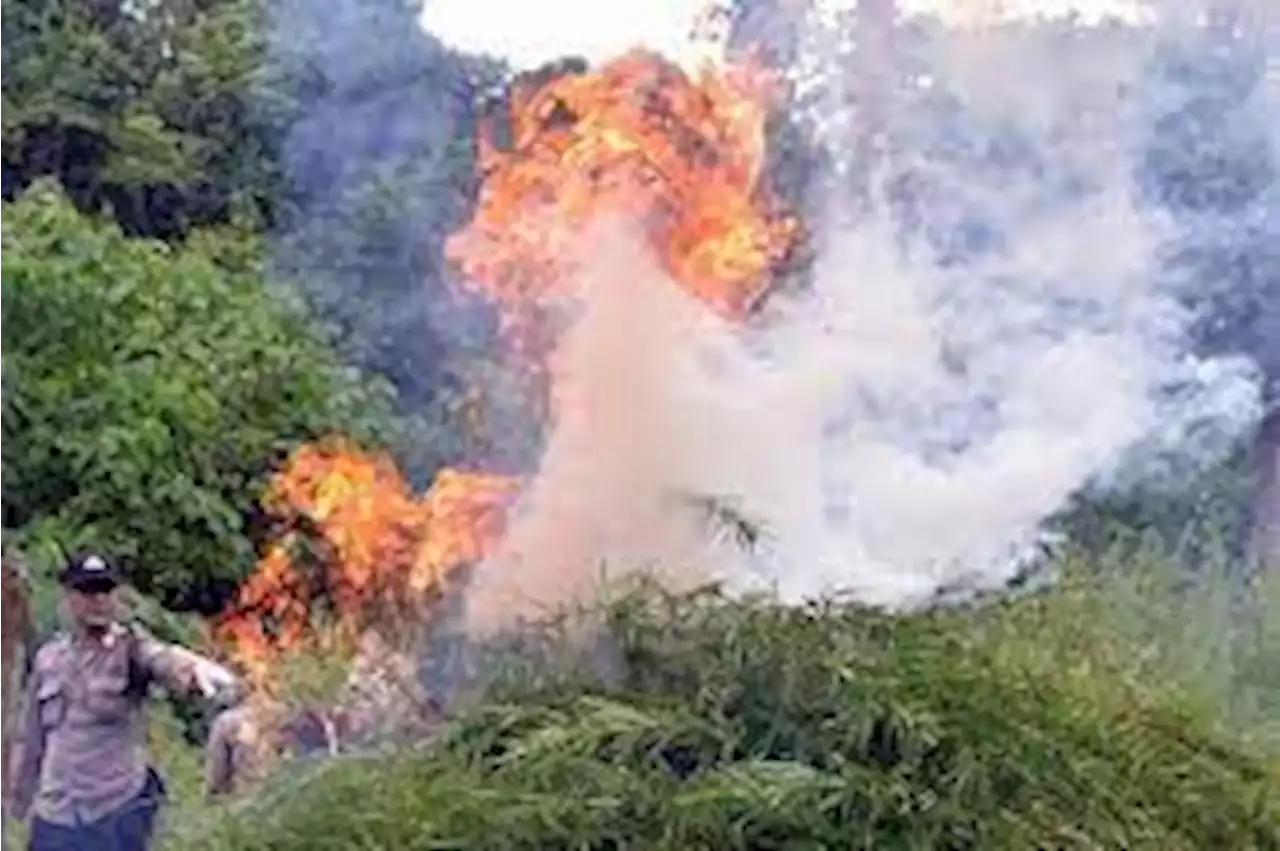 BNN Musnahkan Dua Hektare Ladang Ganja di Aceh Besar