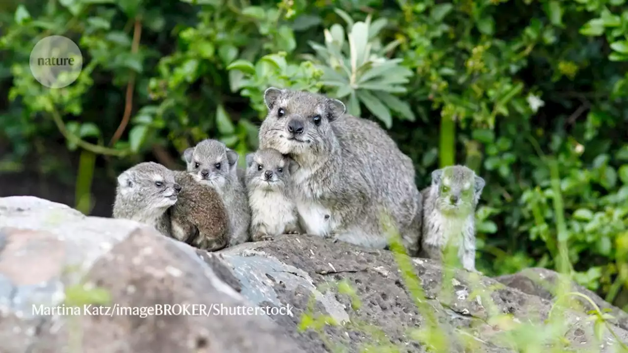 Got rhythm? Male rock hyraxes that keep the beat have breeding success