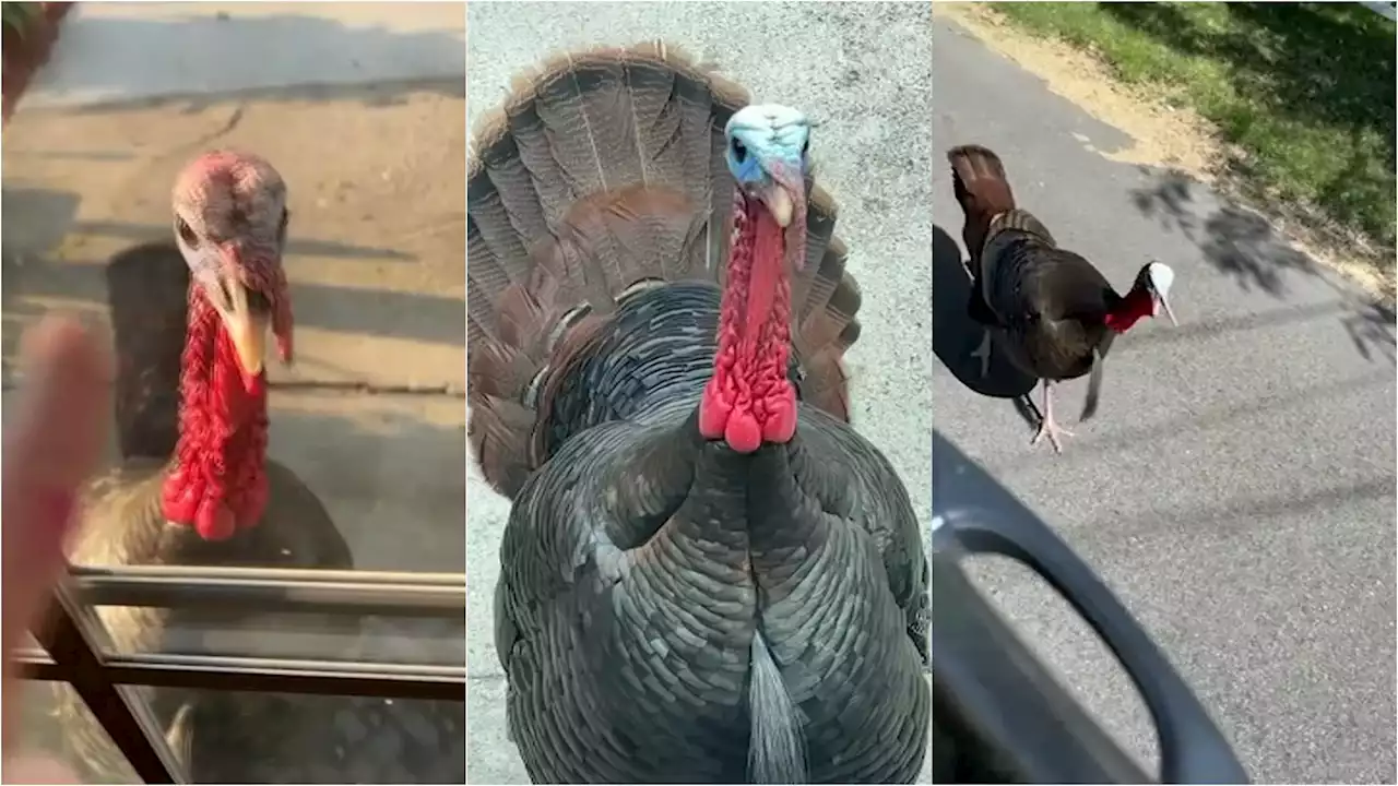 Aggressive Turkeys Cause Trouble in Woburn Neighborhood