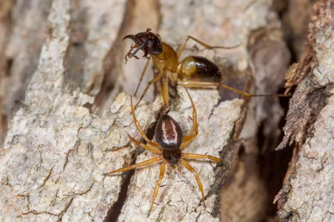 Ant-slayer spider catches prey with acrobatic leap to wrap it in silk