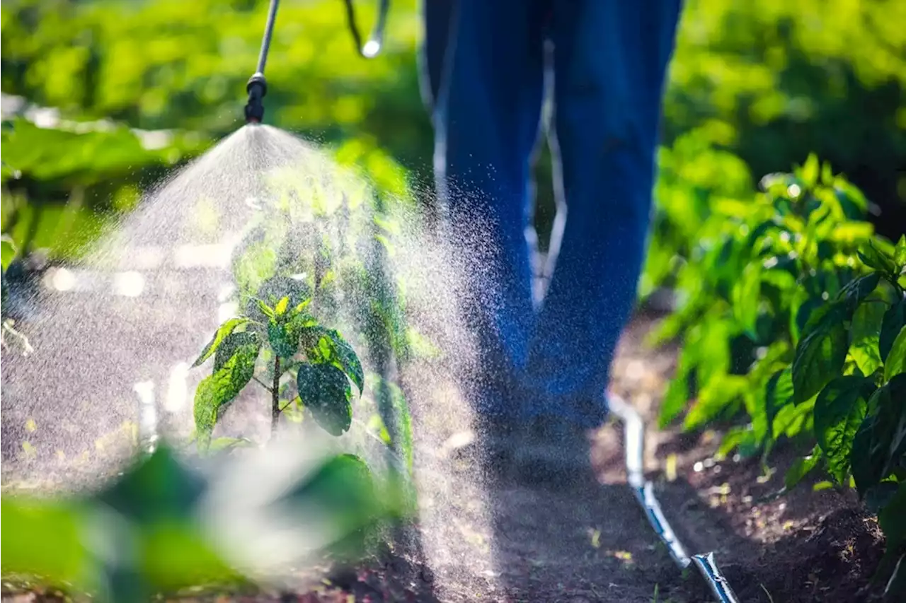 What are the effects of pesticides on neonates' health?