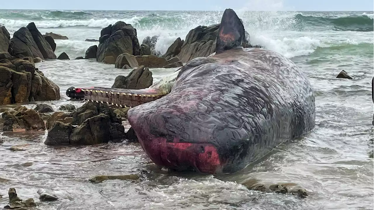 14 young sperm whales are found dead, beached on an Australian island