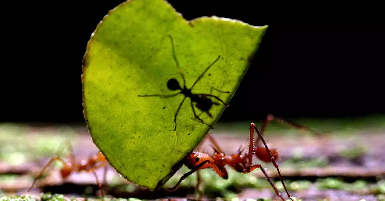 The ants go marching one by one - 20 quadrillion of them