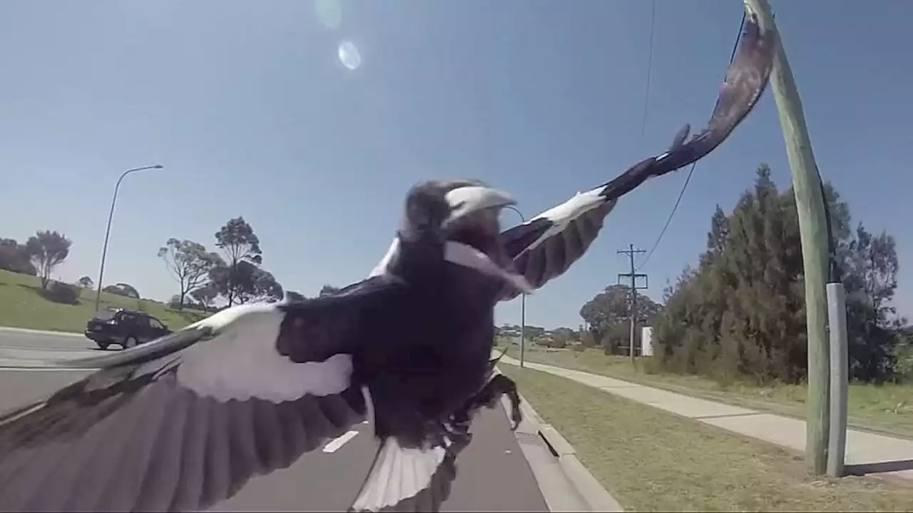 'It was terrifying': Remco Evenepoel and World Championships pros suffer magpie attacks