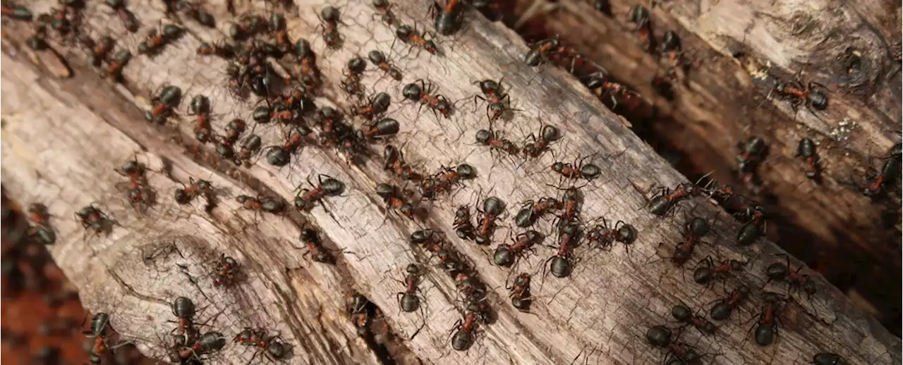 How Many Ants Live on Earth? Scientists Came Up With an Answer