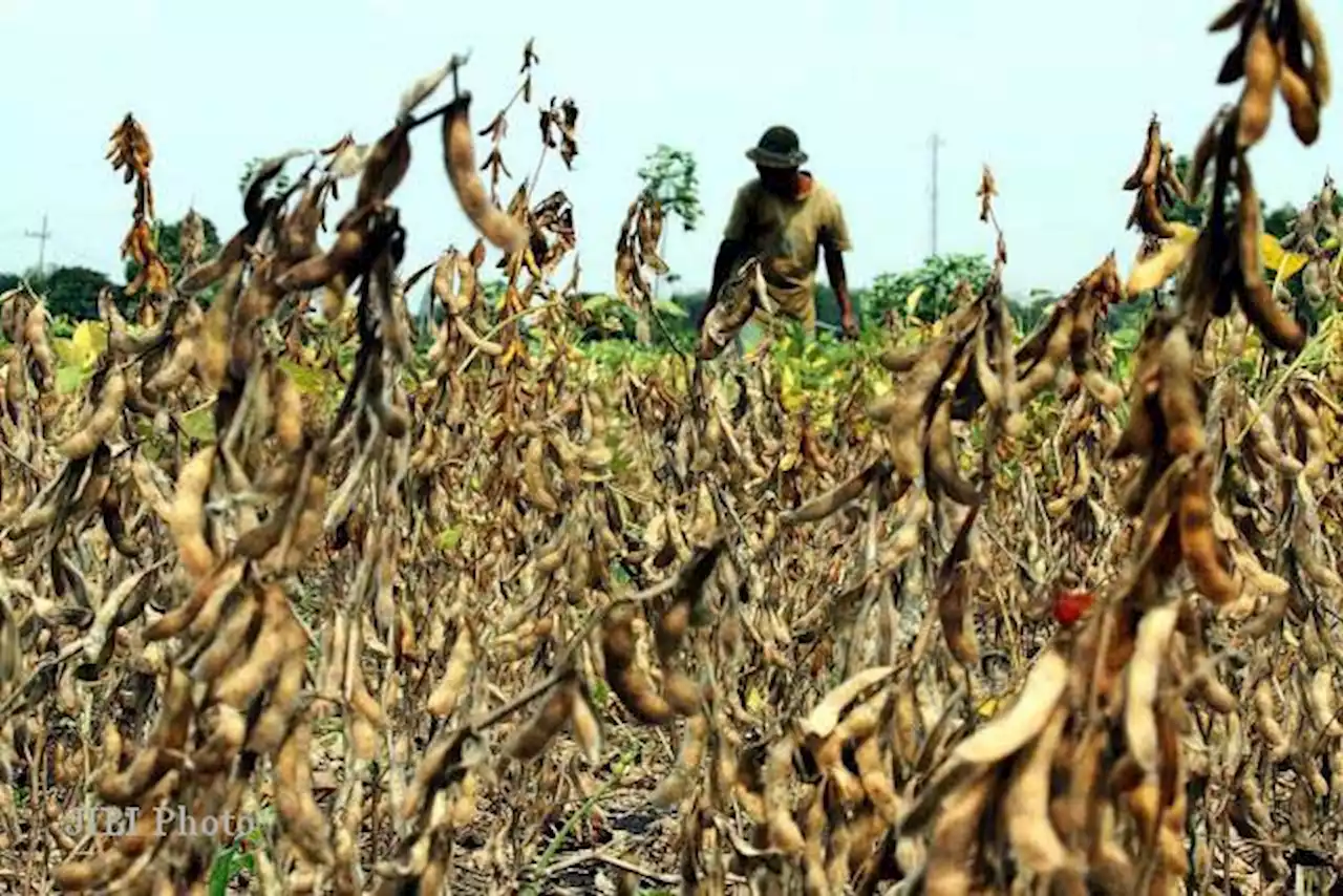 Harga Kedelai Lokal segera Ditetapkan, Badan Pangan: Bisa Rp10.000 per Kilogram