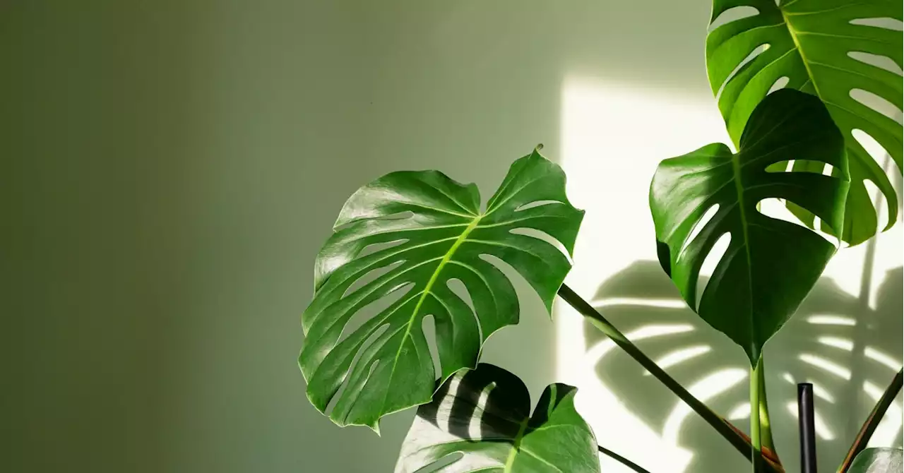 How to keep your houseplants happy and healthy as the days grow shorter