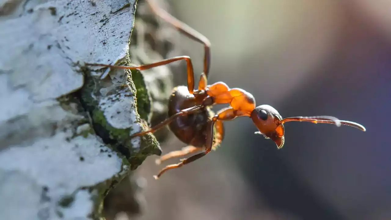 20.000.000.000.000.000 Ameisen krabbeln auf der Erde 🐜