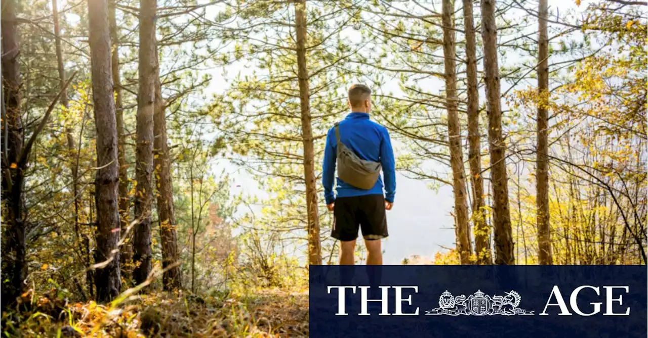 Phone off, look at leaves: How to turn your bushwalk into a forest bathe