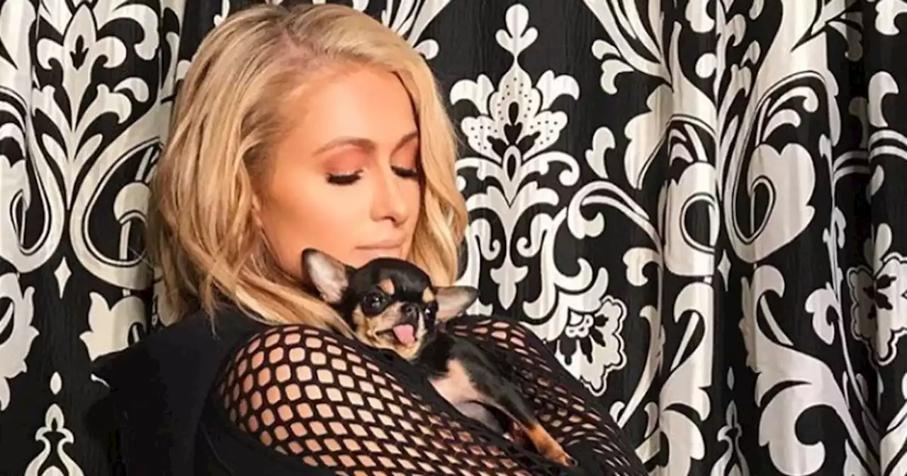 Paris Hilton says her ‘heart is broken’ after her dog Diamond Baby goes missing