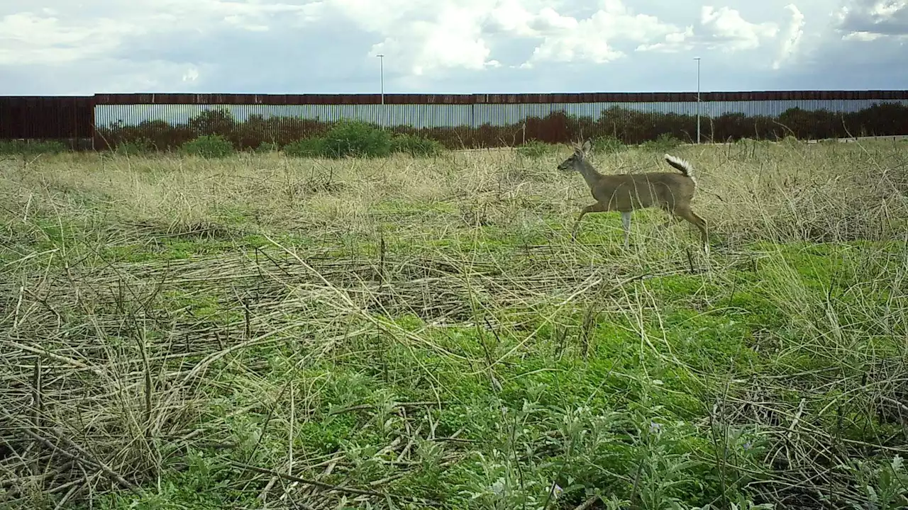 Conservation groups study wildlife movement at border wall in Arizona