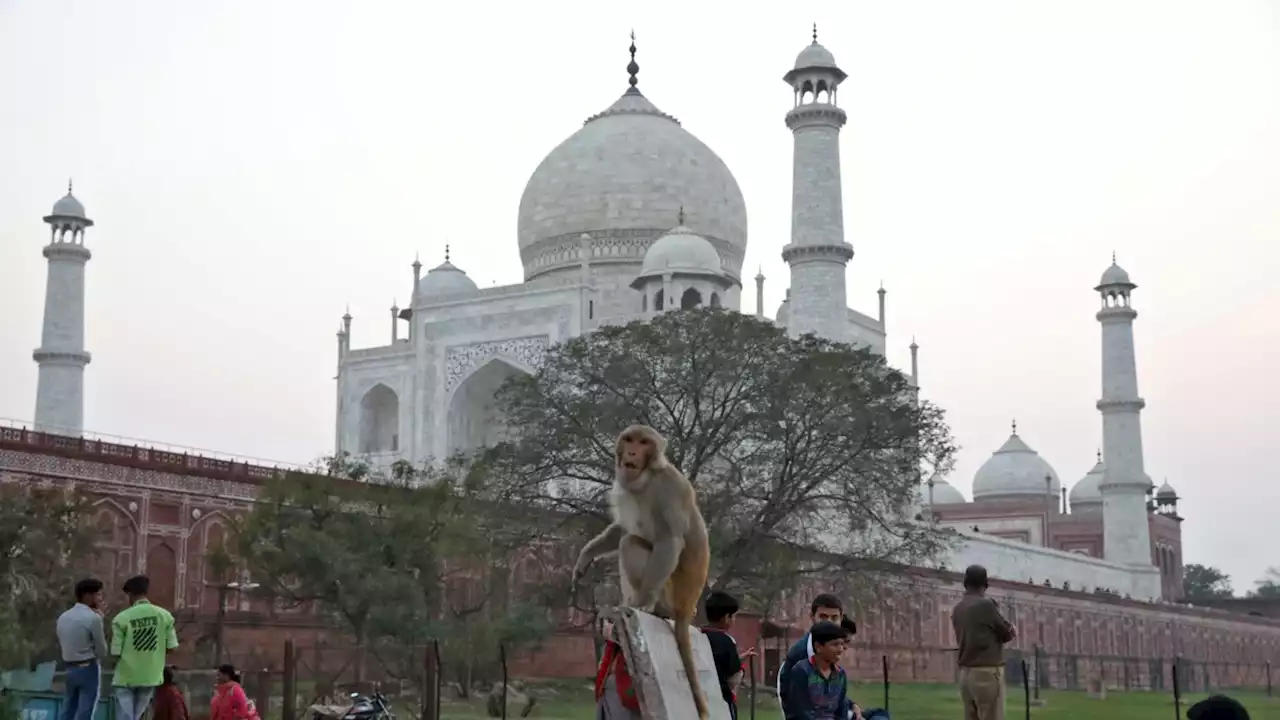 Monyet Meneror Turis di Taj Mahal India