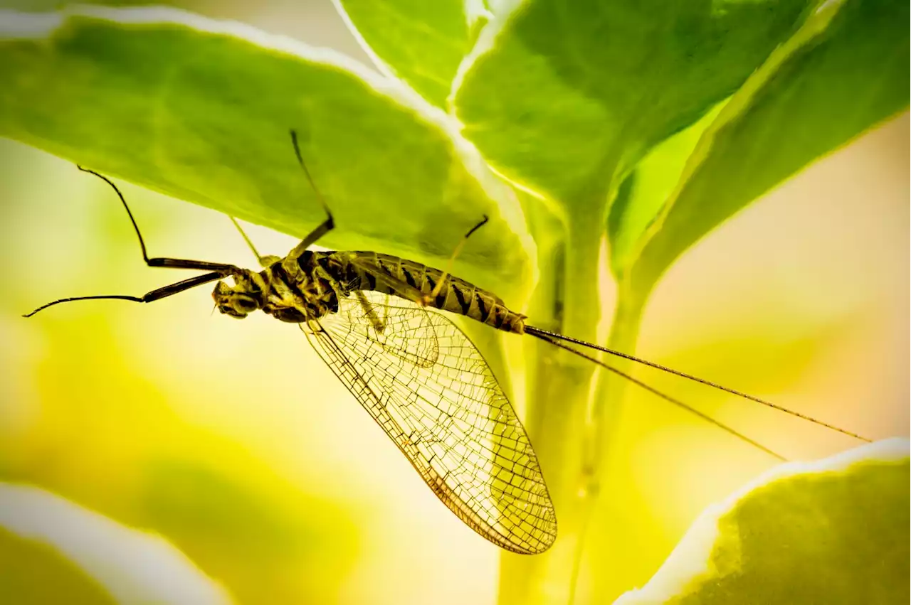 The World’s Oldest Winged Insect Is in Trouble. How Frightened Should We Be?