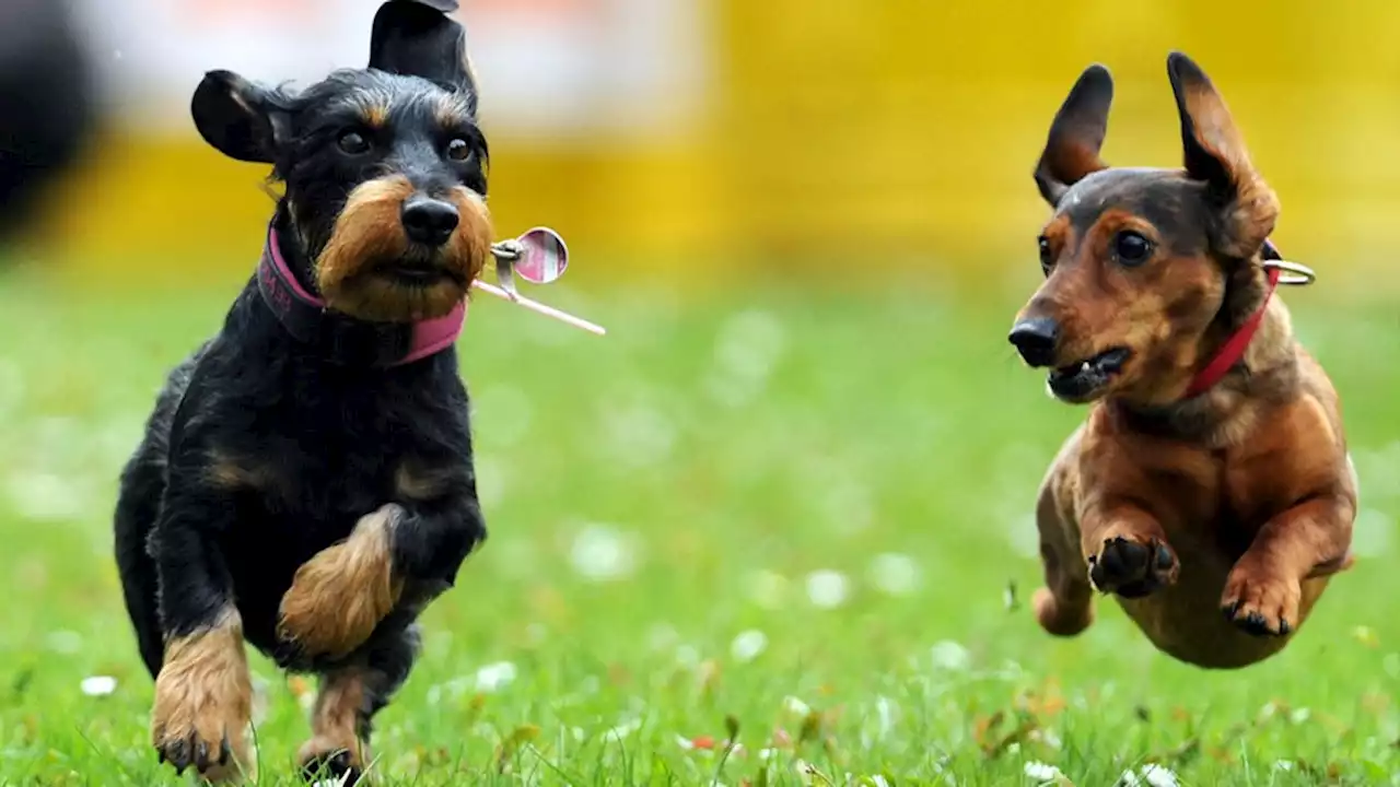 Mehr Kontrollen: Stadt Essen will verstärkt Hundemarken prüfen