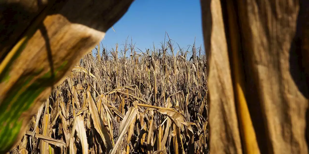 Food Supply Stays Tight as Disappointing U.S. Harvest Adds to Global Challenges