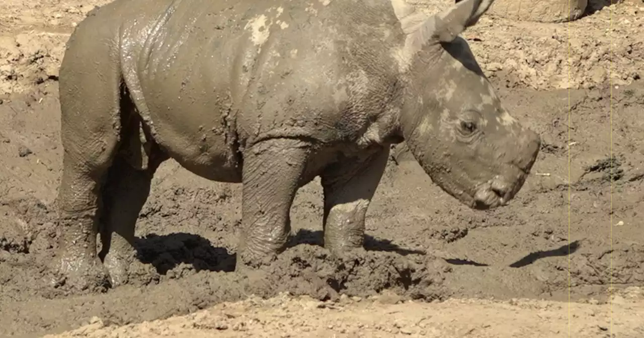 Baby rhino at San Diego Zoo Safari Park named Neville