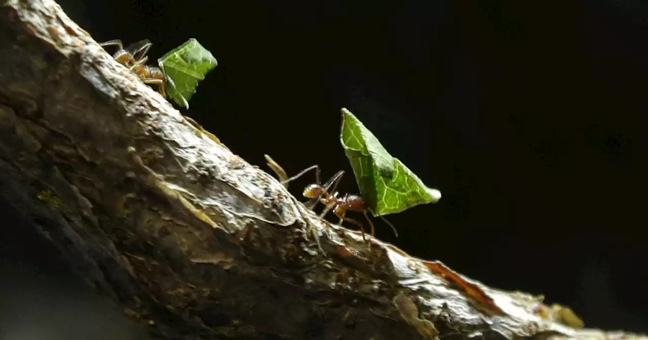 Scientists estimated how many ants there are in Earth, and the number is staggering