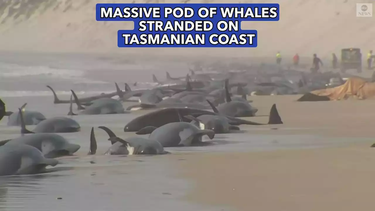 Some 230 whales beached in Tasmania; rescue efforts underway