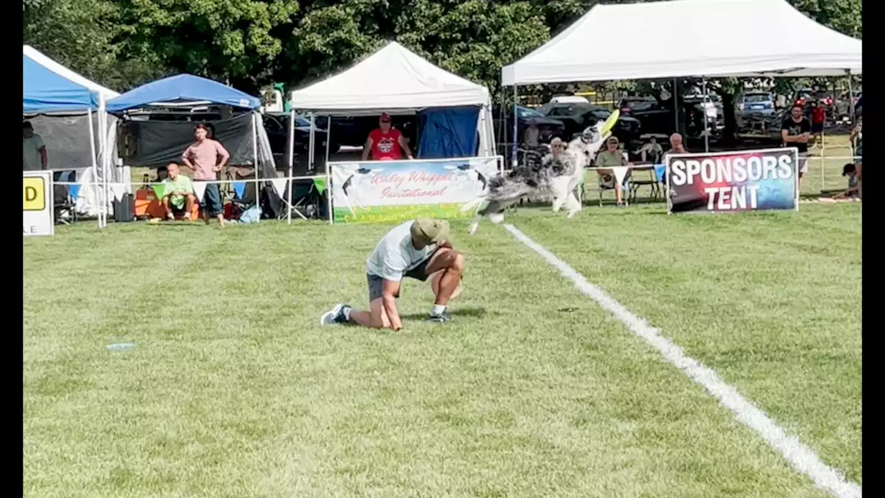 A doggone fun day at a canine competition in suburban Chicago