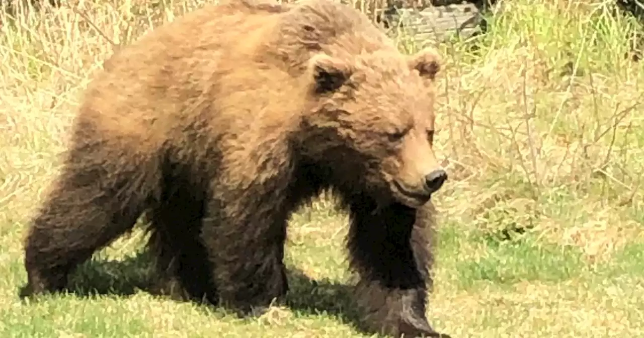 Boy seriously injured in attack by brown bear on Palmer Hay Flats