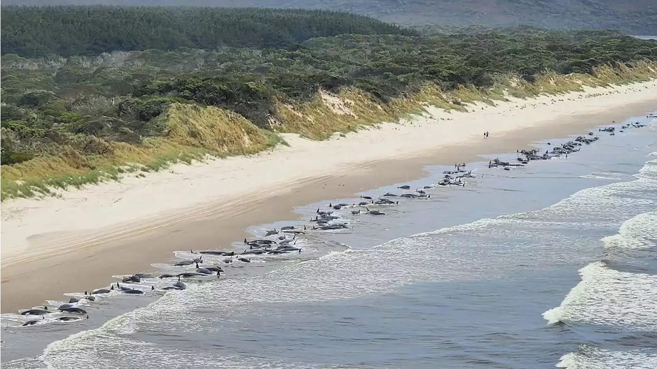 Hundreds of whales stranded on Tasmania's shore