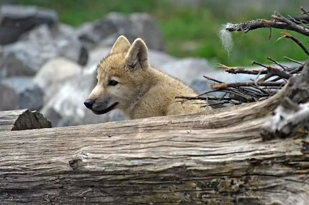 Chinesen klonen Polarwolf