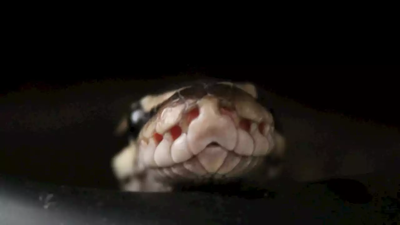 Snakes are getting snotty noses and loadshedding is to blame