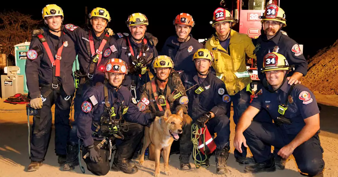 Blind dog rescued by firefighters after falling 15 feet into hole at construction site