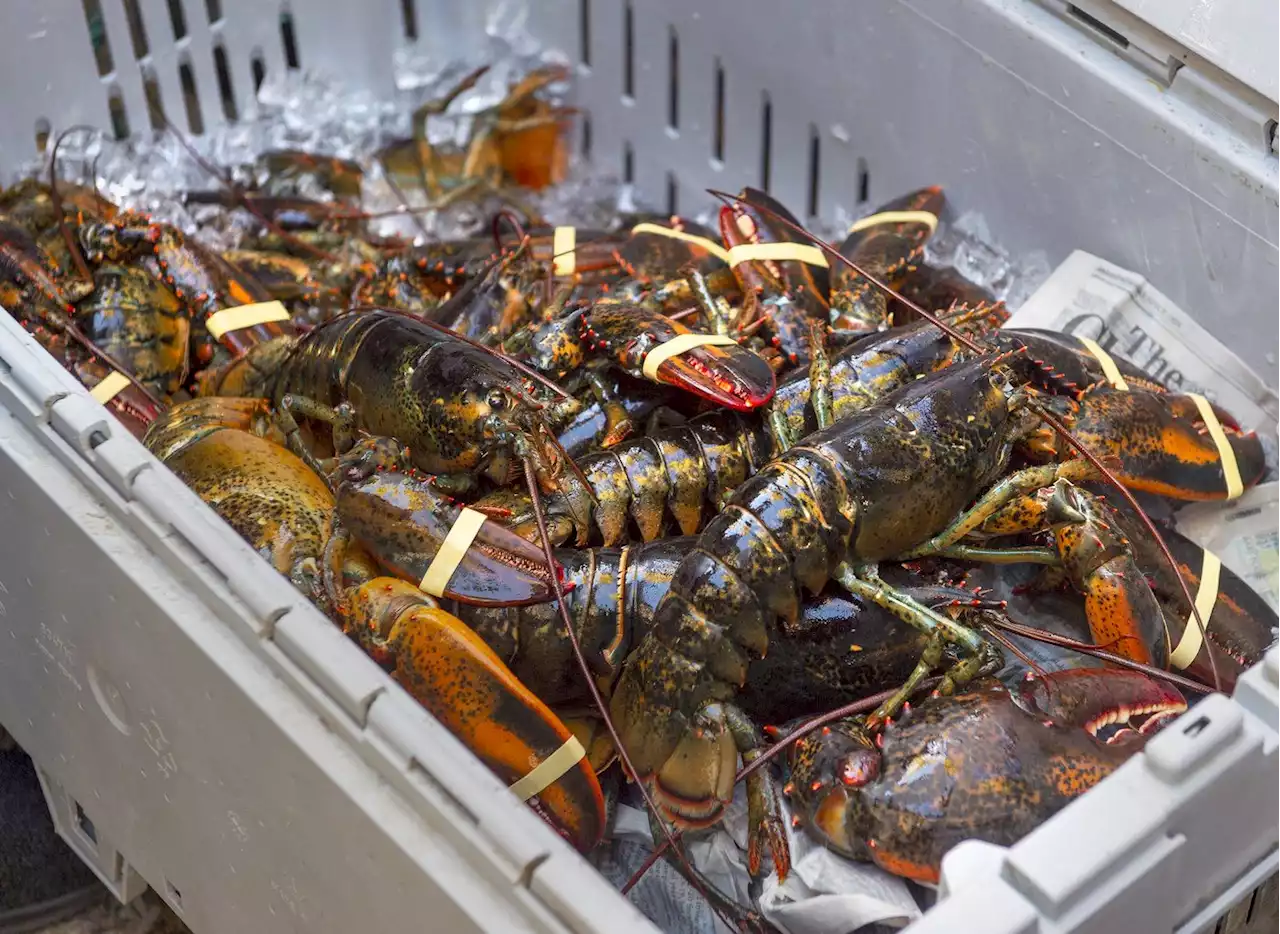 Lobster and crab harvesters push back against 'red list' meant to help right whales