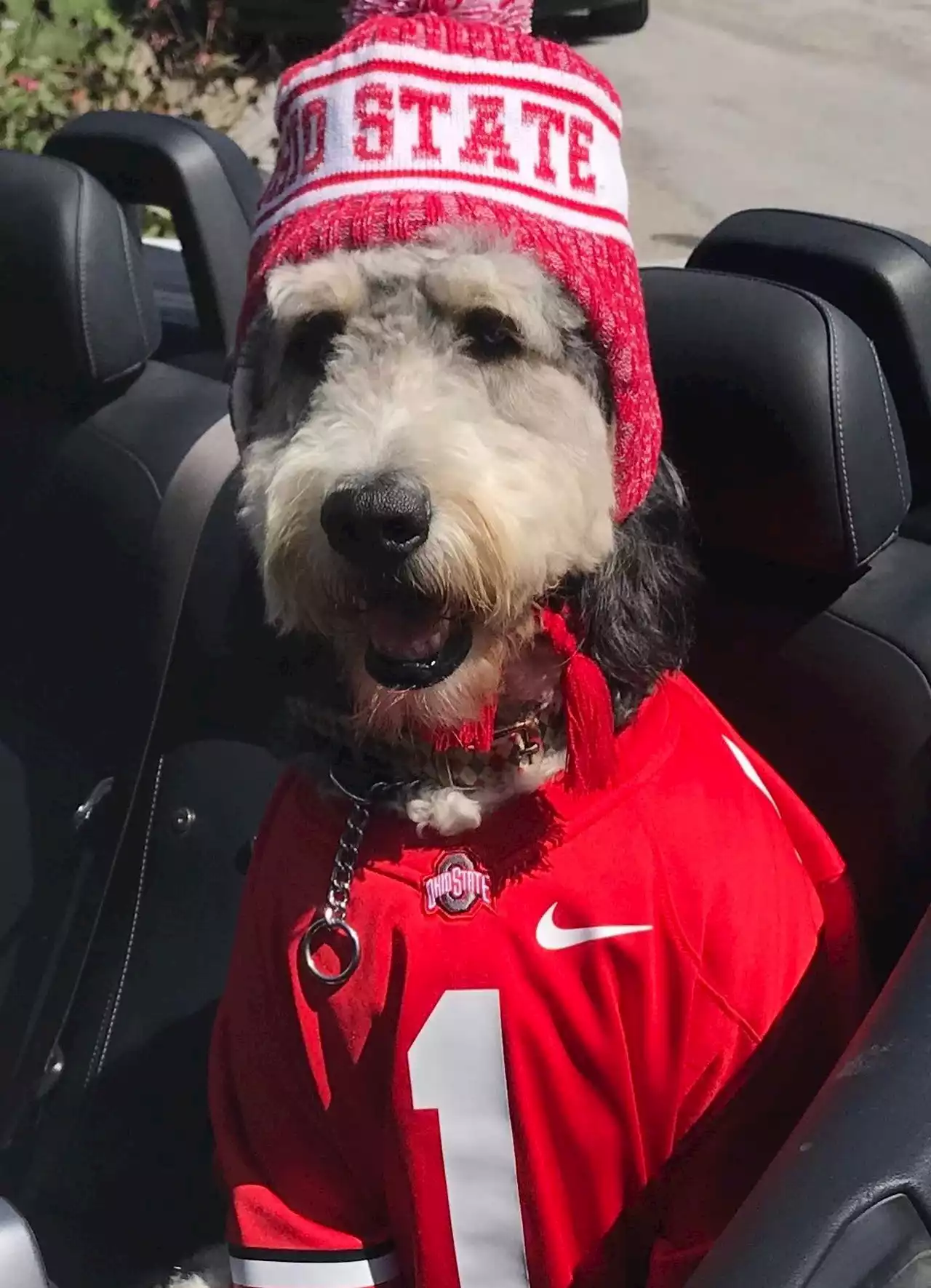 Archie the Bernedoodle voted Best-Dressed Ohio State Pet