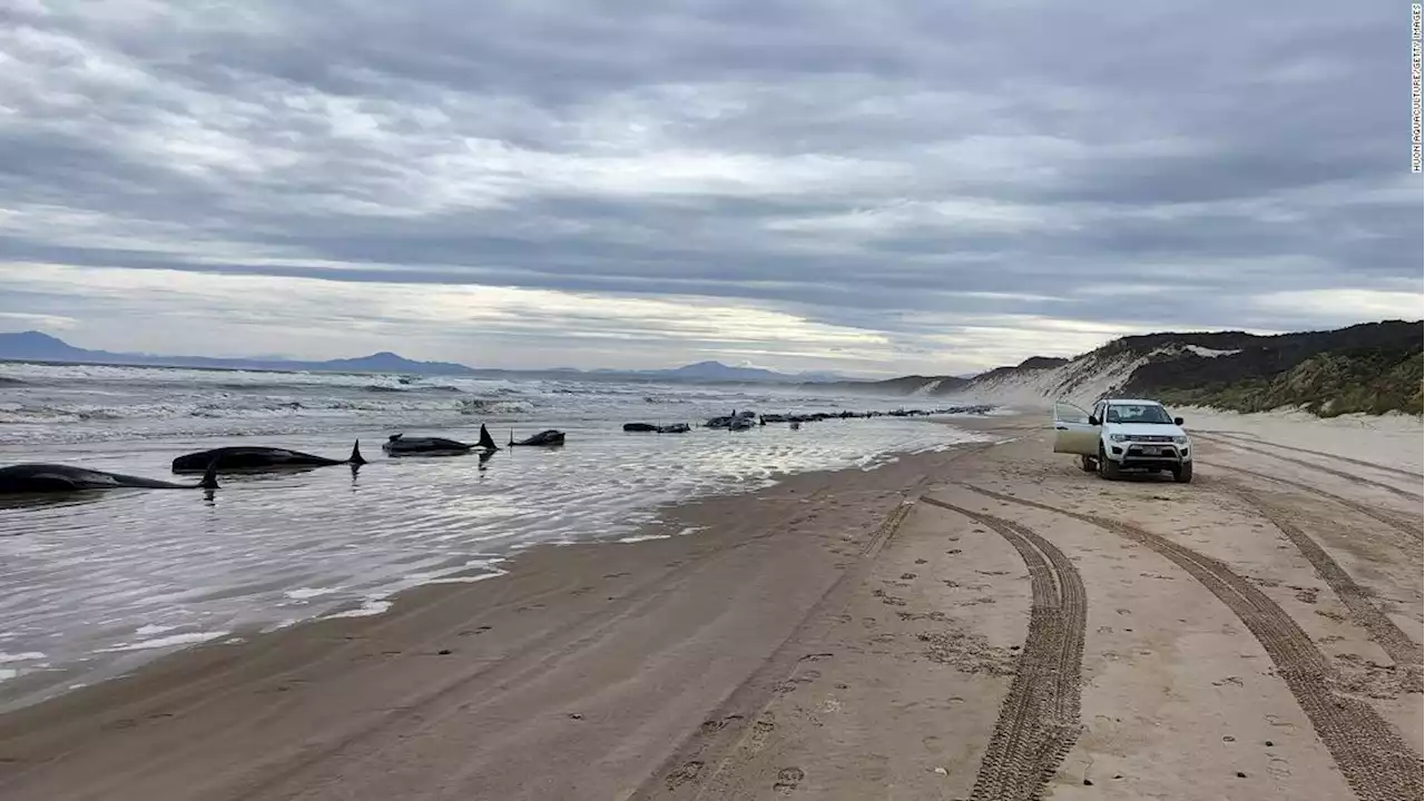 Hundreds of whales stranded on Australian shore