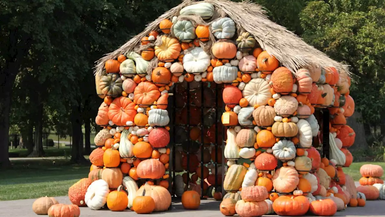 Harvest Blooms: A chance to relax and enjoy mums, pansies, pumpkins at Franklin Park Conservatory