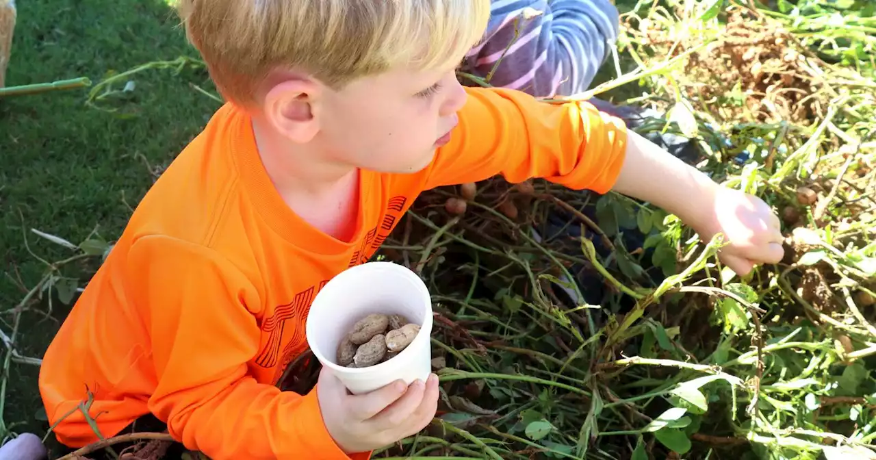 Fall Harvest Day at Enterprise Farmers Market Saturday