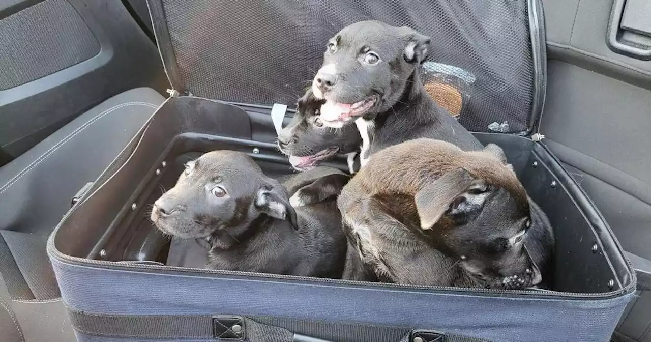 Puppies rescued, found zipped inside suitcase in North Carolina