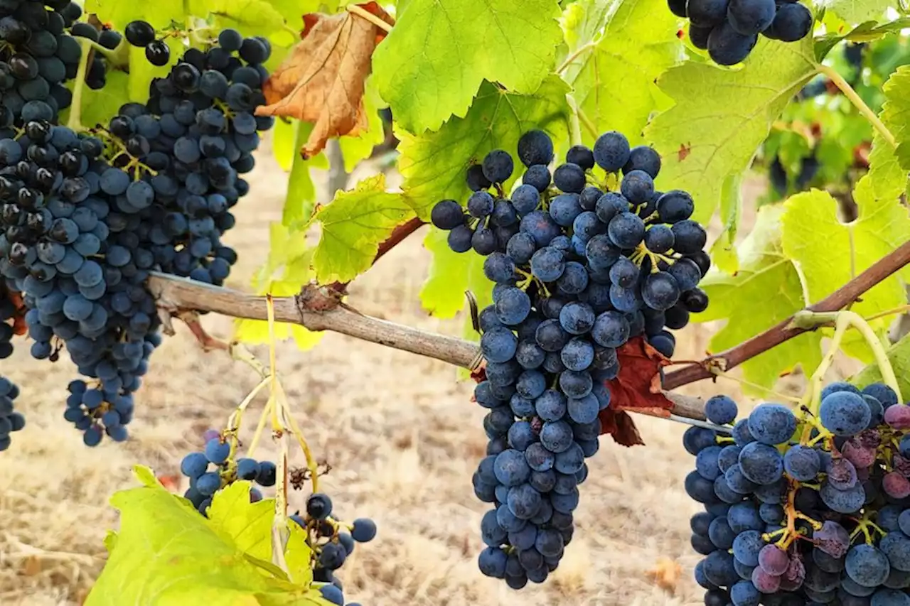 Vendanges 2022 : grande année pour le vin, la sécheresse aura peu d'impact sur la récolte