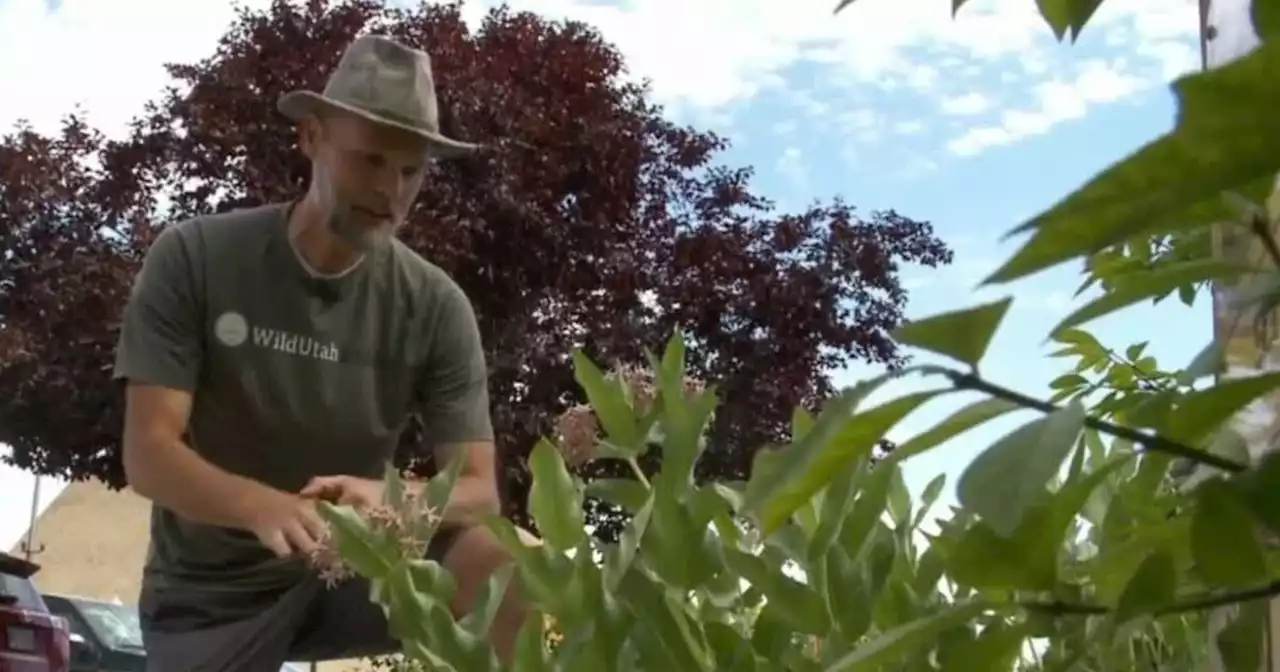 Mother Nature over medicine cabinets: Utahns seek natural remedies to feel better