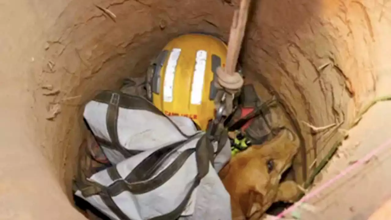 VIDEO: 13-year-old blind dog who fell into 15-foot hole rescued in Pasadena