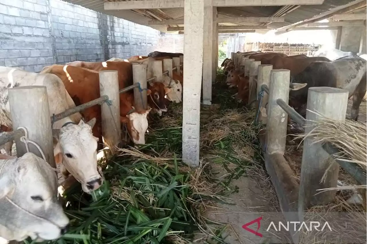 Proyek Pengadaan Sapi di Sumbar Dibatalkan, Ini Penyebabnya