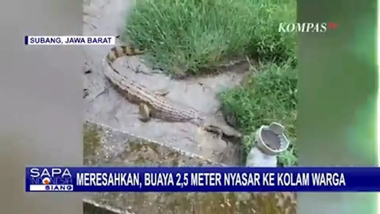 Geger! Buaya Muara Sepanjang 2,5 Meter Masuk ke Kolam Milik Warga