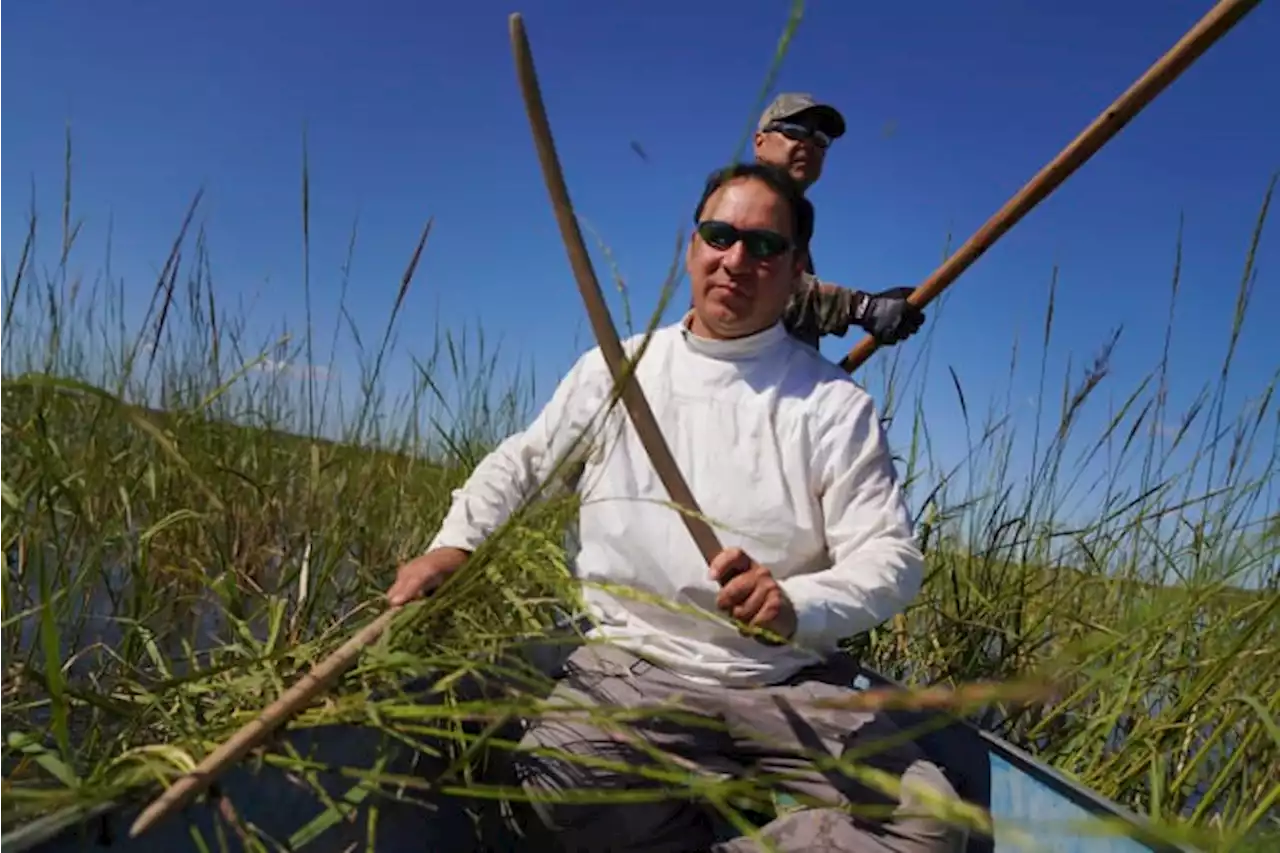 Minnesota Ojibwe harvest sacred, climate-imperiled wild rice