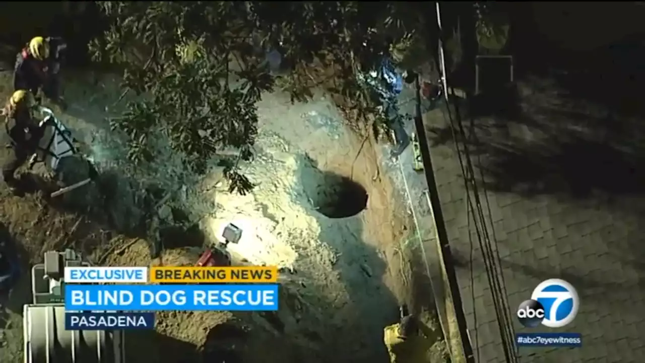 13-year-old blind Pasadena dog rescued after falling into 15-foot-deep hole