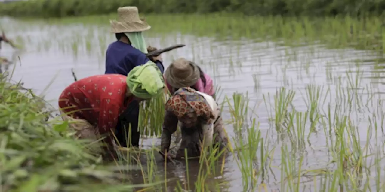 BUMN Diusulkan Siapkan Rp100 Triliun Beli Hasil Panen Petani | merdeka.com