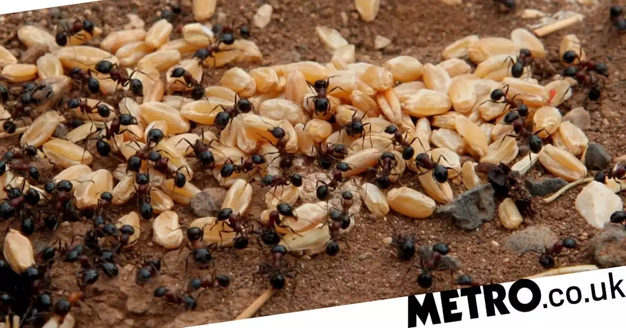 If you've ever wondered how many ants live on Earth, we now have the answer