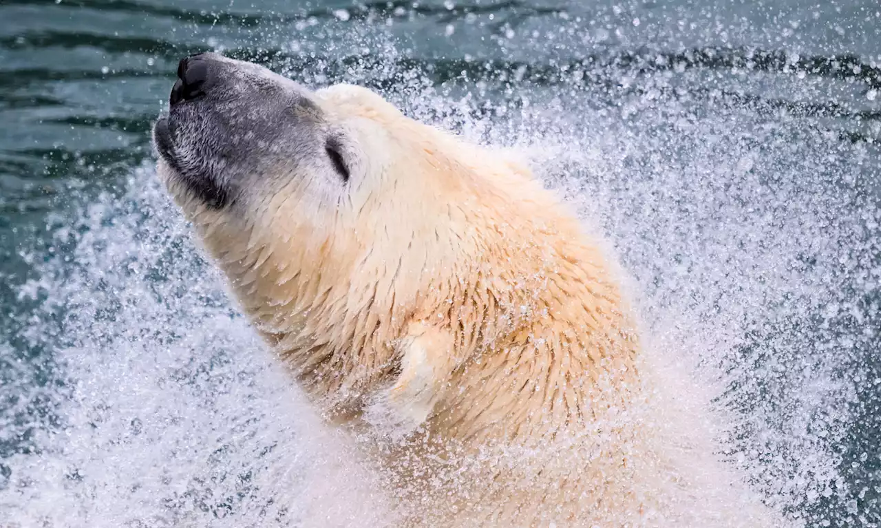 So hart trifft die Energiekrise die Zoos im Norden