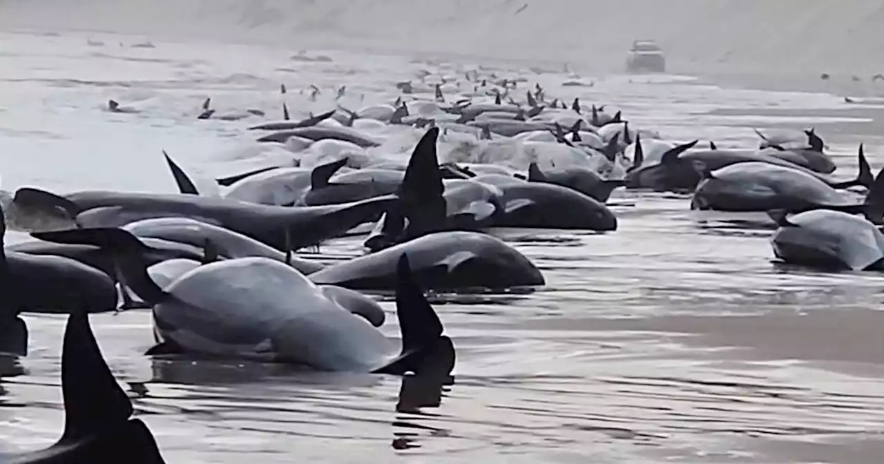 Rescue efforts underway for about 230 whales beached in Australia