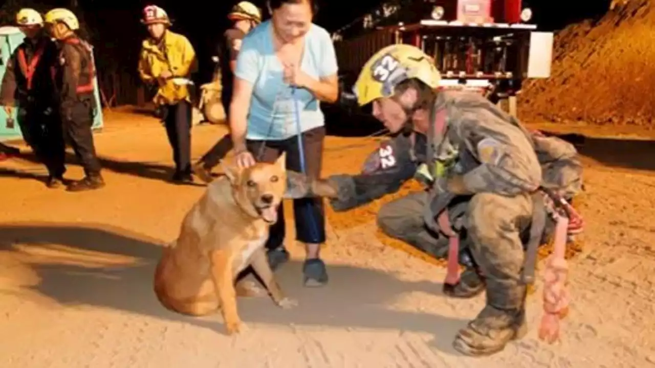 Firefighters Rescue 13-Year-Old Blind Dog From Construction Site Hole