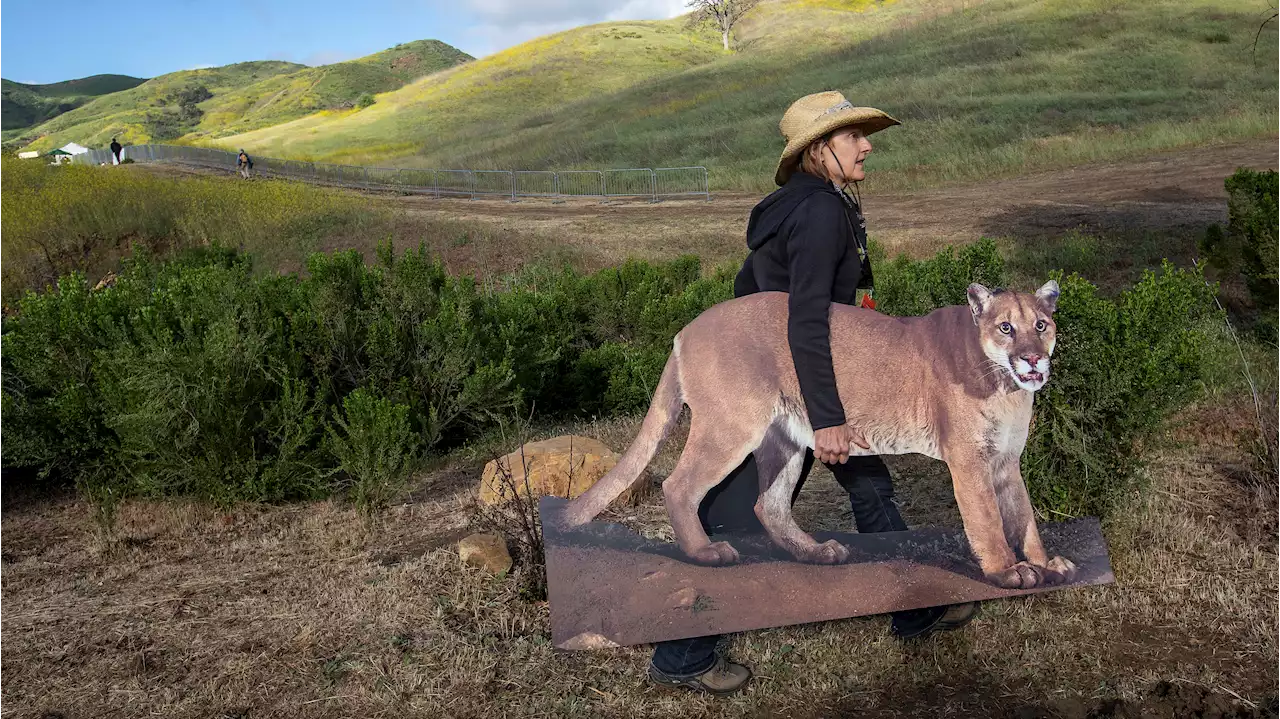 What to Know About Construction of the 101 Freeway Wildlife Crossing