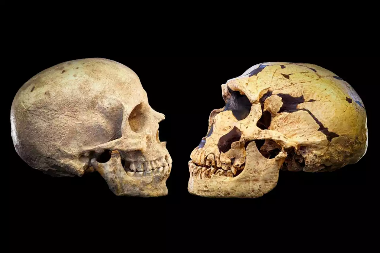 A single gene mutation may have made us smarter than Neanderthals