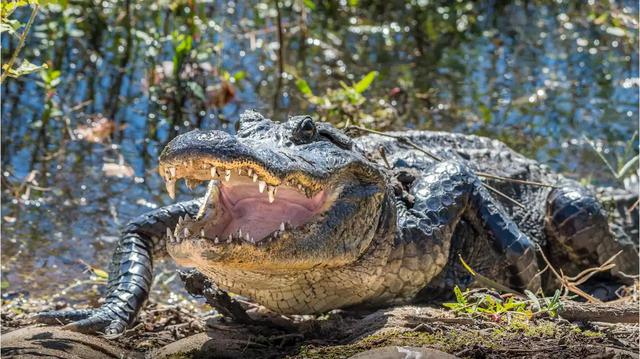 Gigantic 11-foot alligator spotted walking through neighborhood: Video