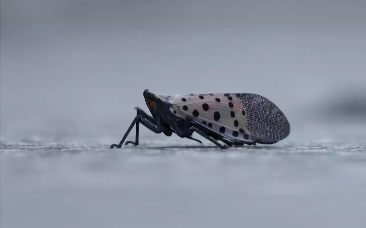 Plague of lanternflies descending across 14 U.S. states